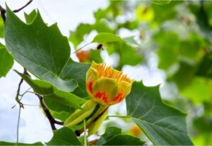 exemple de tulipier de virginie