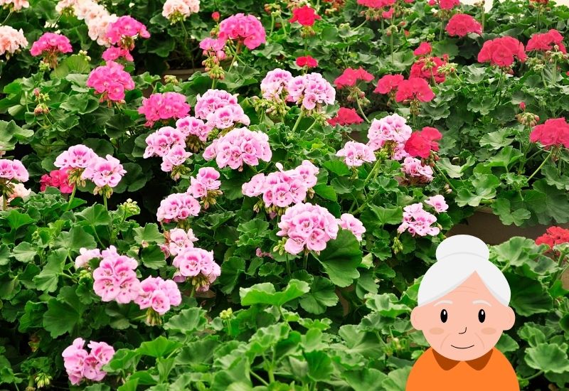 exemple de beaux géraniums avec un emoji grand mère