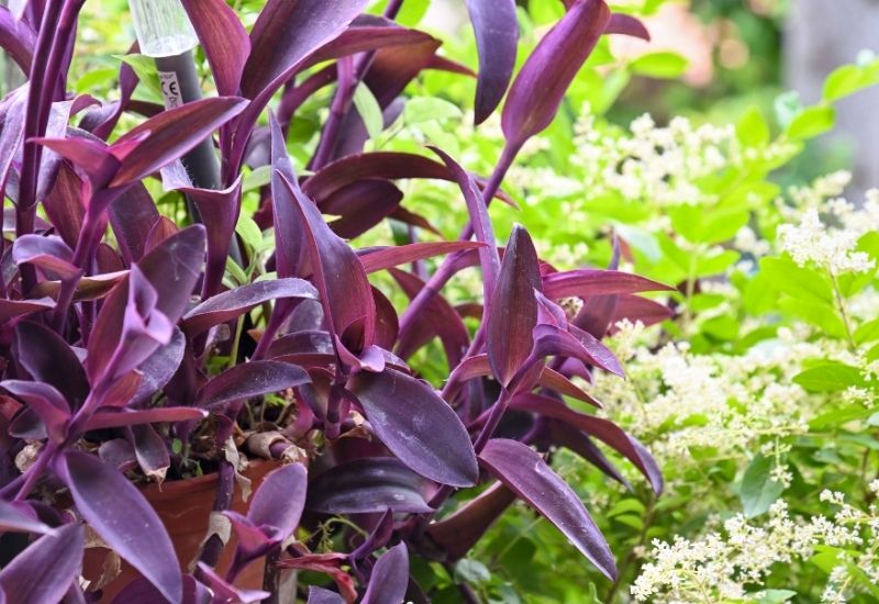 exemple d'une plante misère