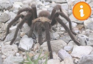 exemple de mygale de provence
