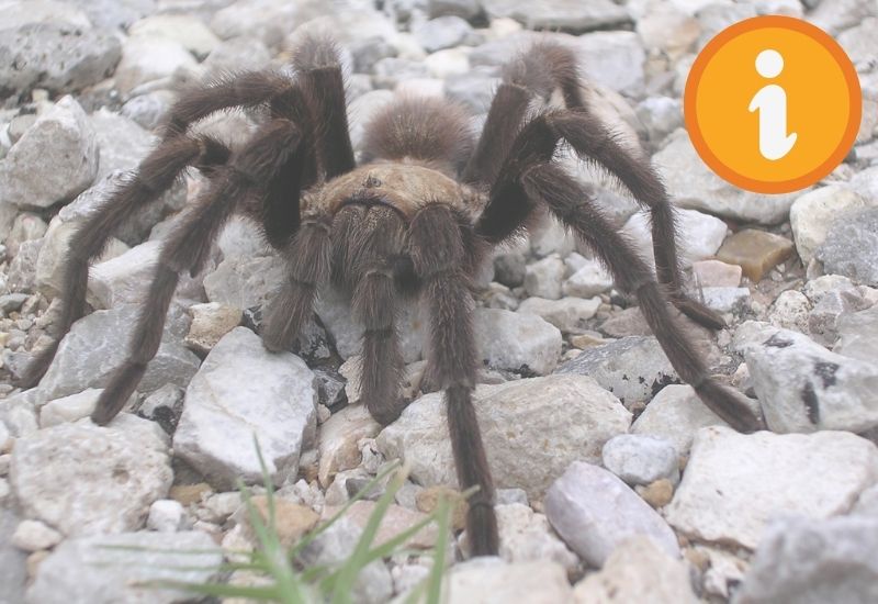 exemple de mygale de provence